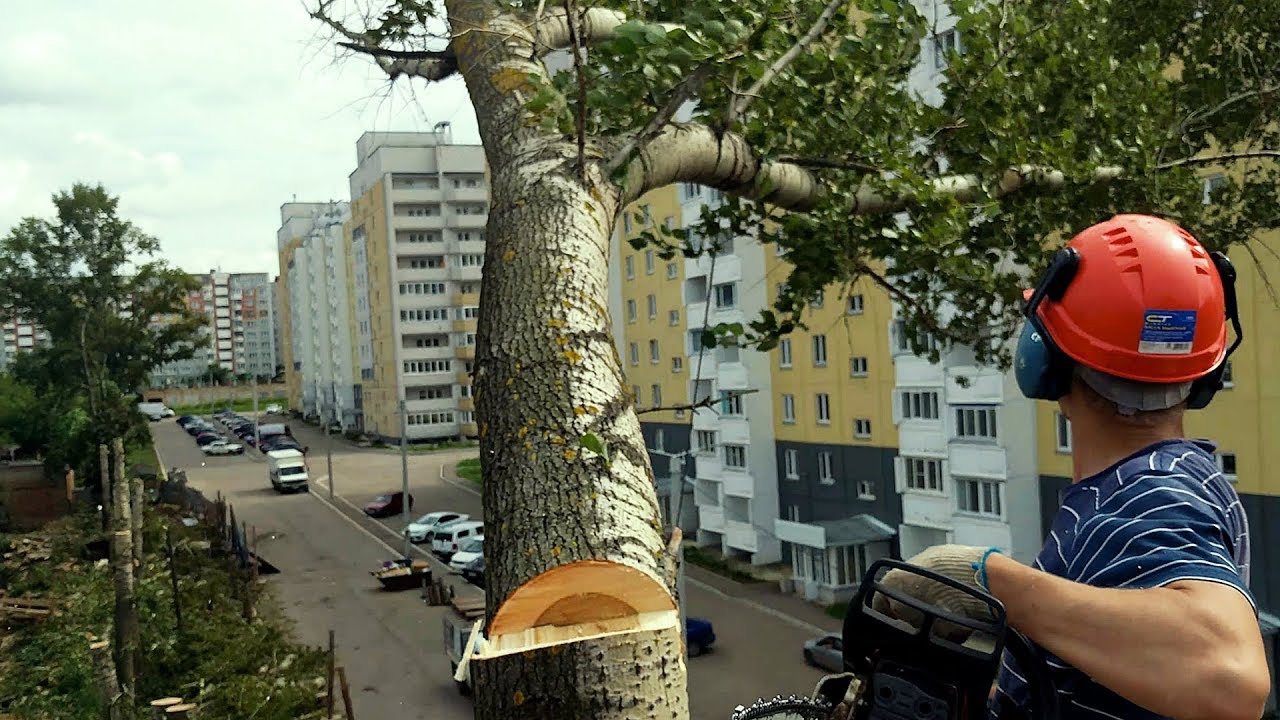 Обрезка и спил деревьев в Курске и области - Эверест46